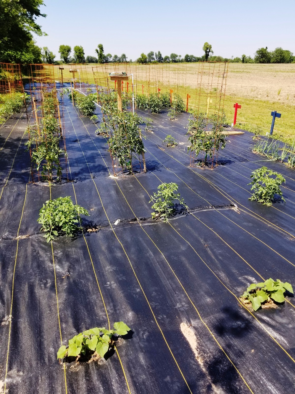 DeWitt Woven Ground Cover Landscape Fabric SUNBELT 2'x300' 3.2 OUNCE