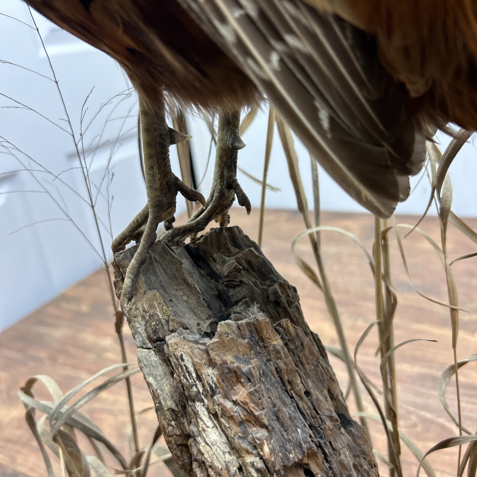 Ringneck Rooster Pheasant Taxidermy Standing Mount Habitat Base Foliage Wood