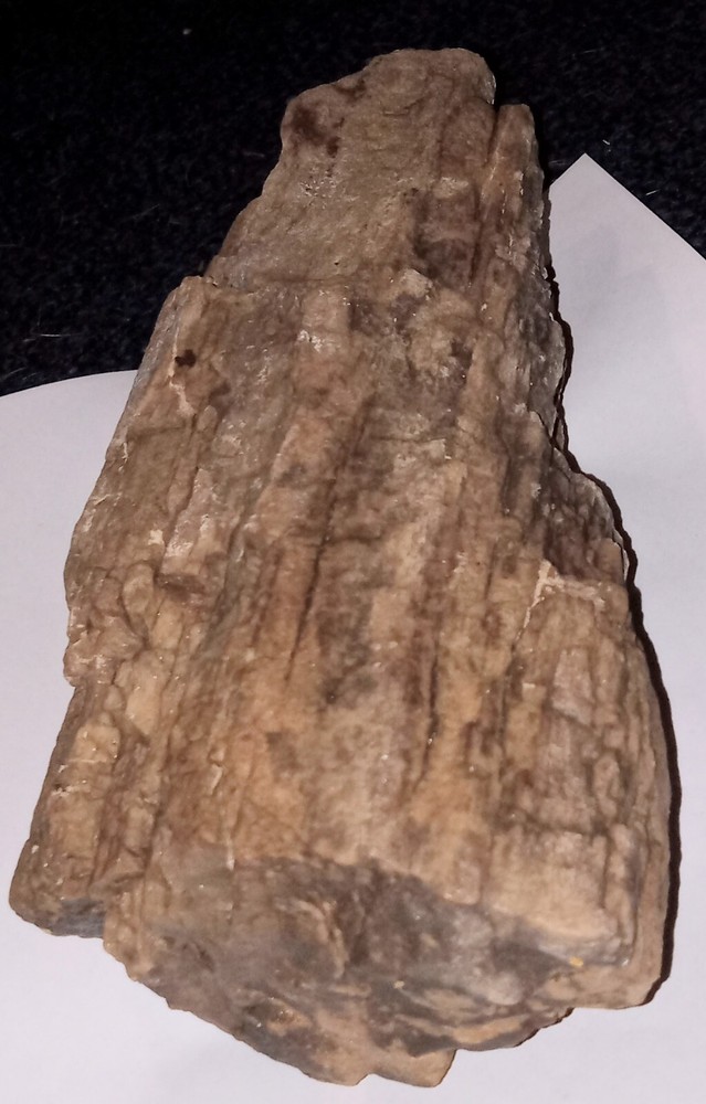 Petrified Wood Log Rough AZ 4 lbs+