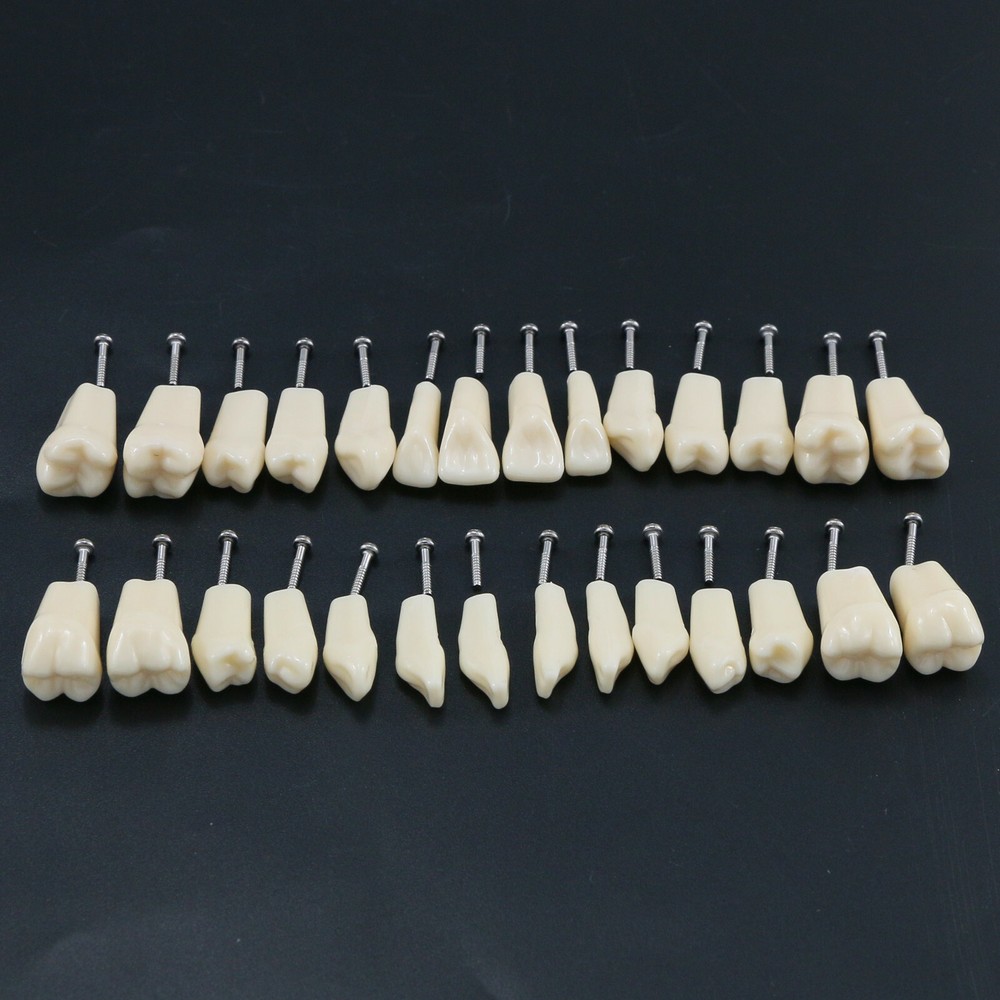 28Pcs Replacement Teeth Upper Lower For Typodont Teeth Model Frasaco AG3 Type US