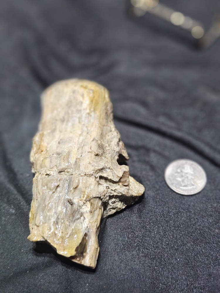 Petrified Limb Polished Specimen (7.8oz)