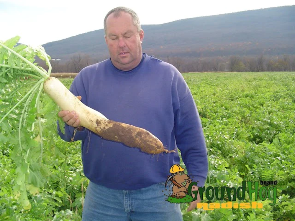 Groundhog Radish, Cover Crop Seeds