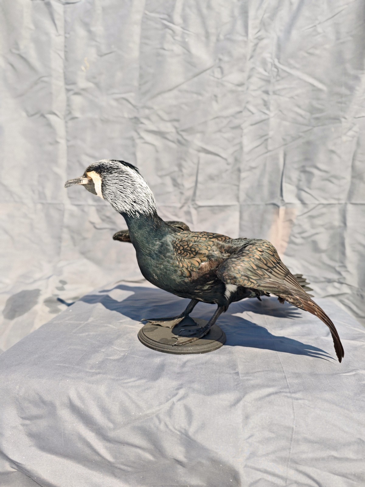 Phalacrocorax Taxidermia
