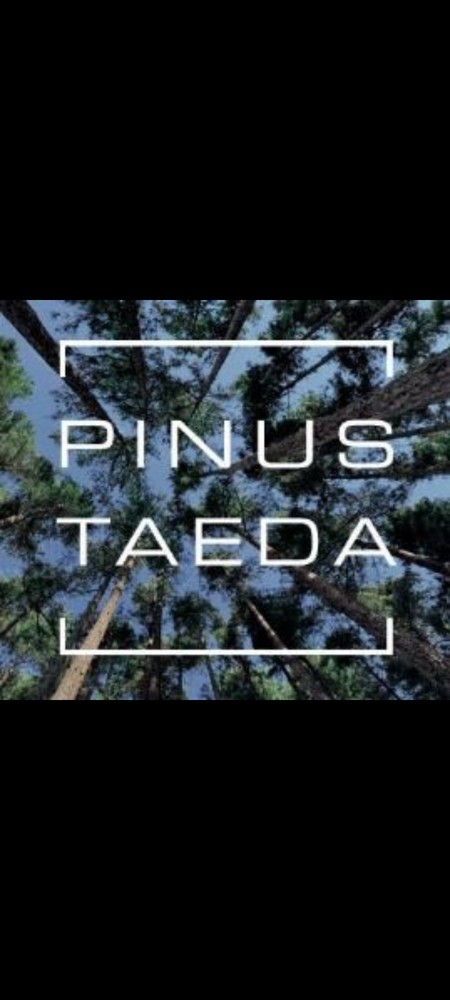 50 Containerized Loblolly Pine Seedlings (NOT BARE ROOT) Pinus Taeda