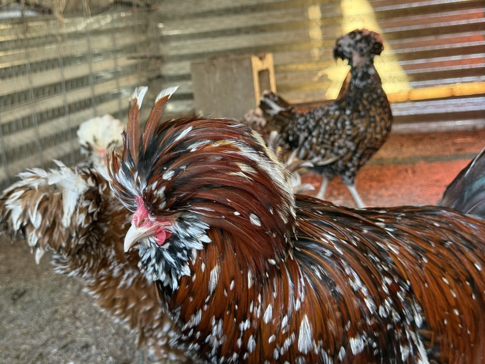 12 +++ Extra Tolbunt Polish Hatching Eggs