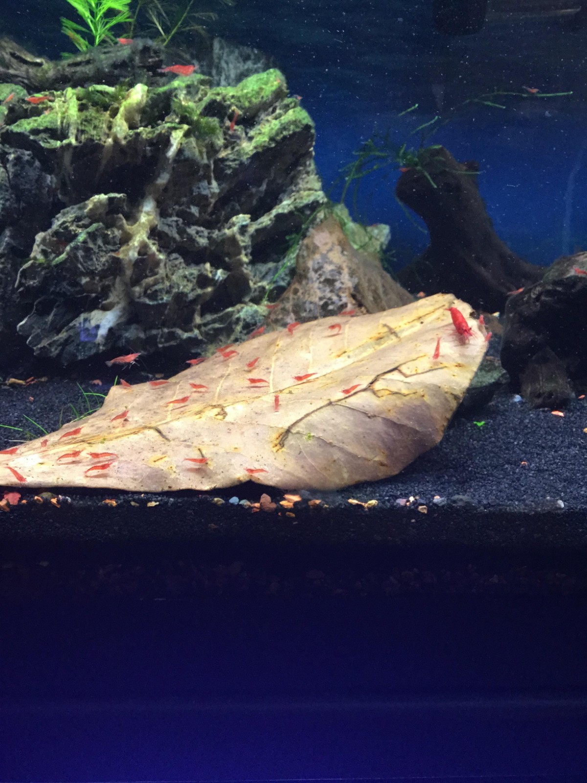 Indian Almond Leaf Large 6-8inch Cattapa For Aquariums 2-3-4-5 Pack