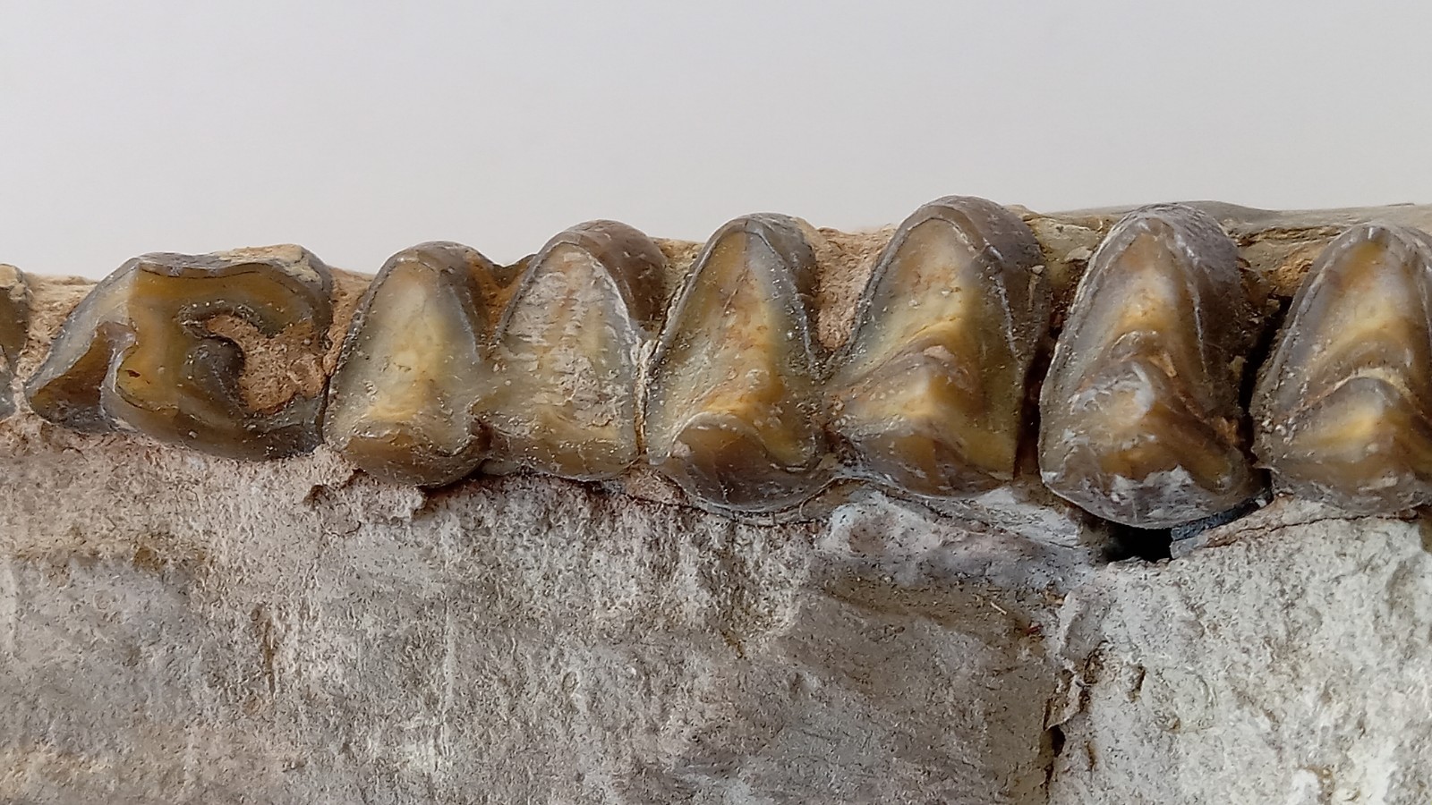 Camel Jaw Teeth Fossil From Badlands South Dakota