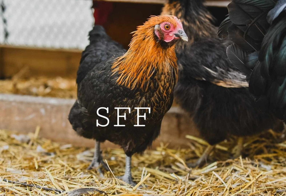 12pk Rare HEDEMORA Hatching Eggs