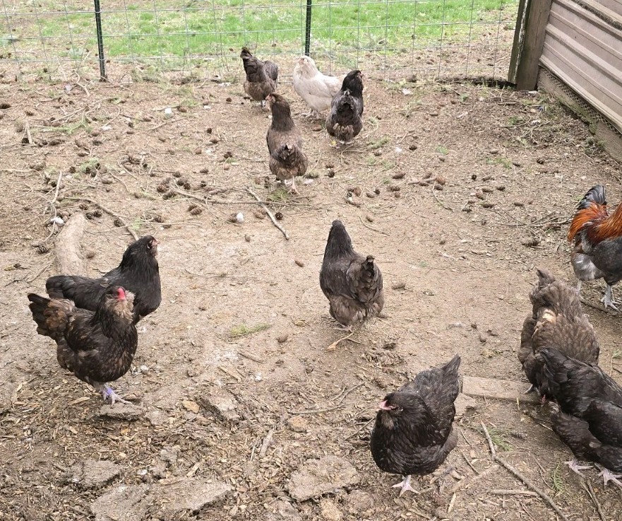 Chocolate/ Splash (Project) Ameraucanas Hatching Eggs from a fun pen!