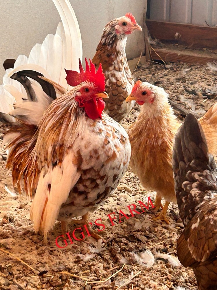 12 Beautiful Serama Hatching Eggs