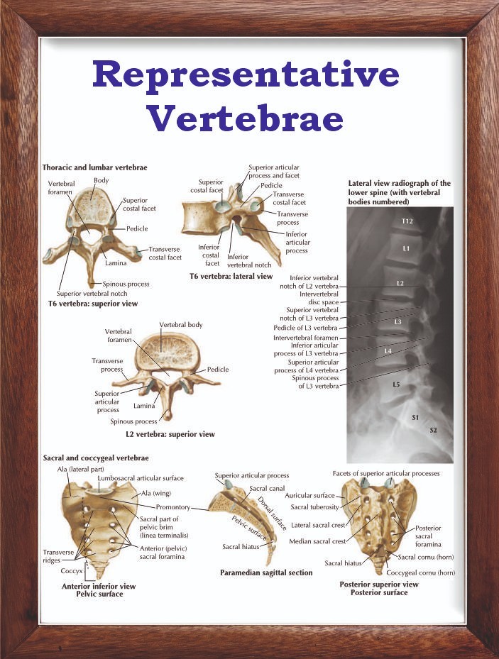 Representative Vertebrae Chart 12x18 inches
