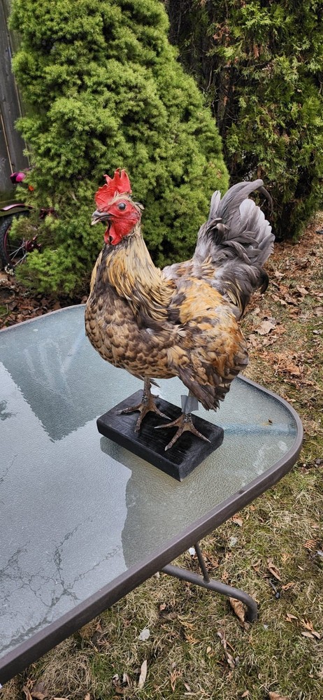 Standing Rooster Taxidermy