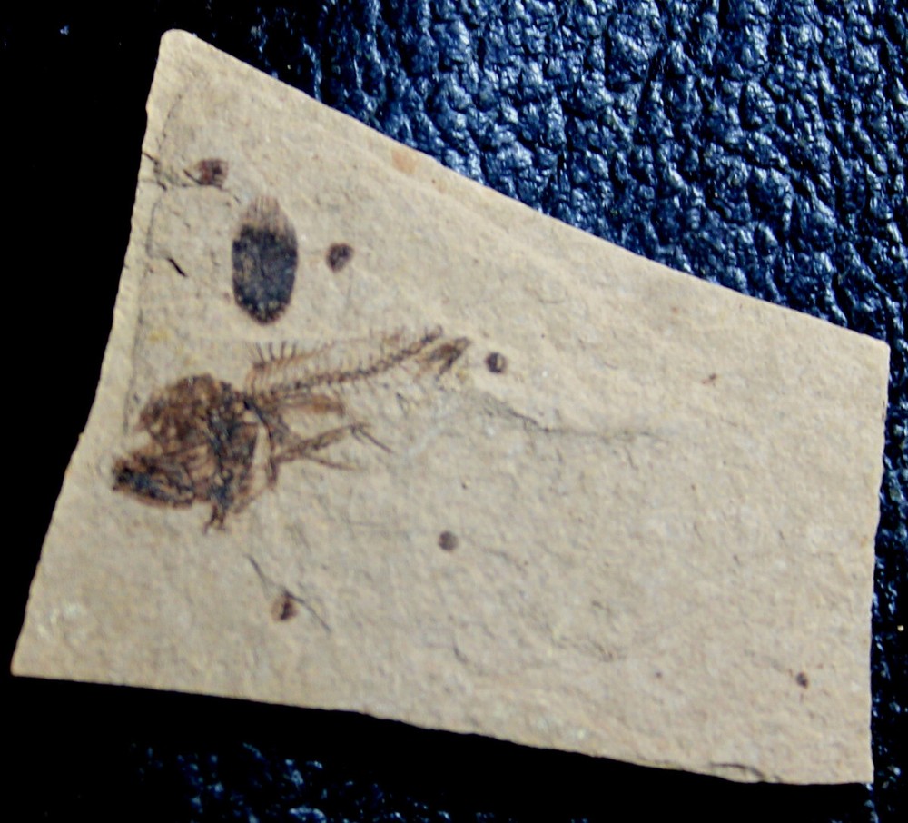 Serranus sp - Oligocene fossil fish