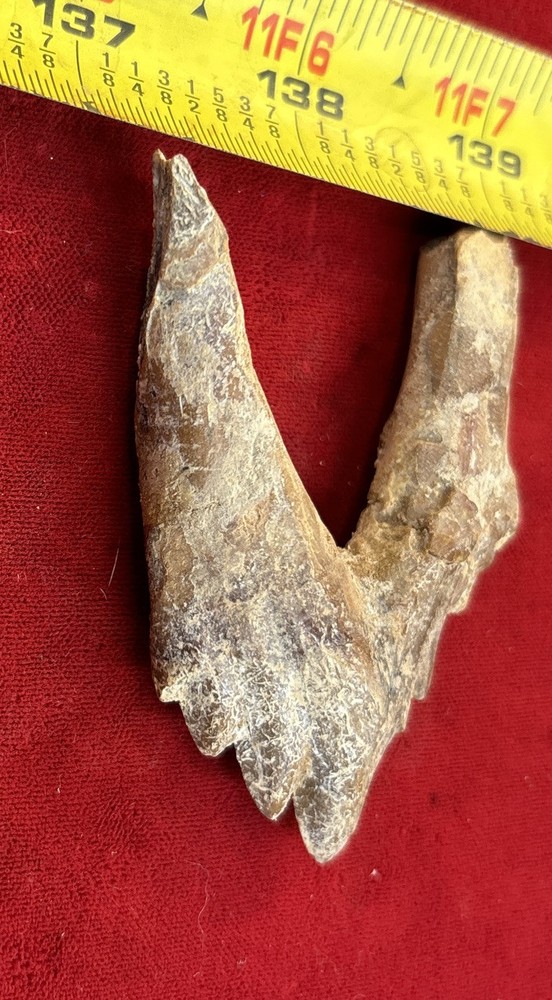 2 3/4” Basilosaurus Tooth 40-34 Mil Yrs Old Late Eocene