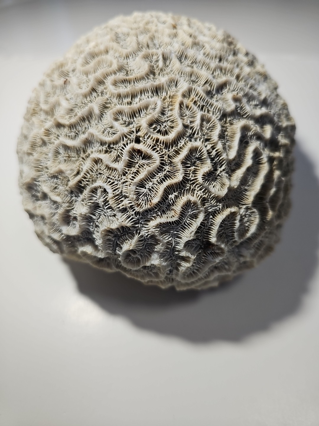 Fossilized Brain Coral, Diploria Labyrinthiformis 6+ inches