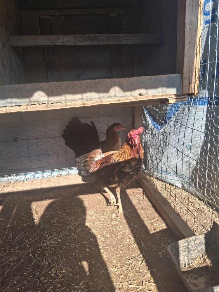 6 McLean Henny Pure Hatching Eggs