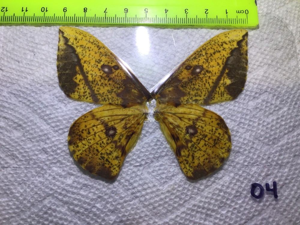 LPSA 04  A+/ A   Eacles ? Saturniidae Moths