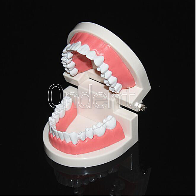 Dental Standard Tooth Model Dentist Teaching Demonstration Study Full 28 Teeth