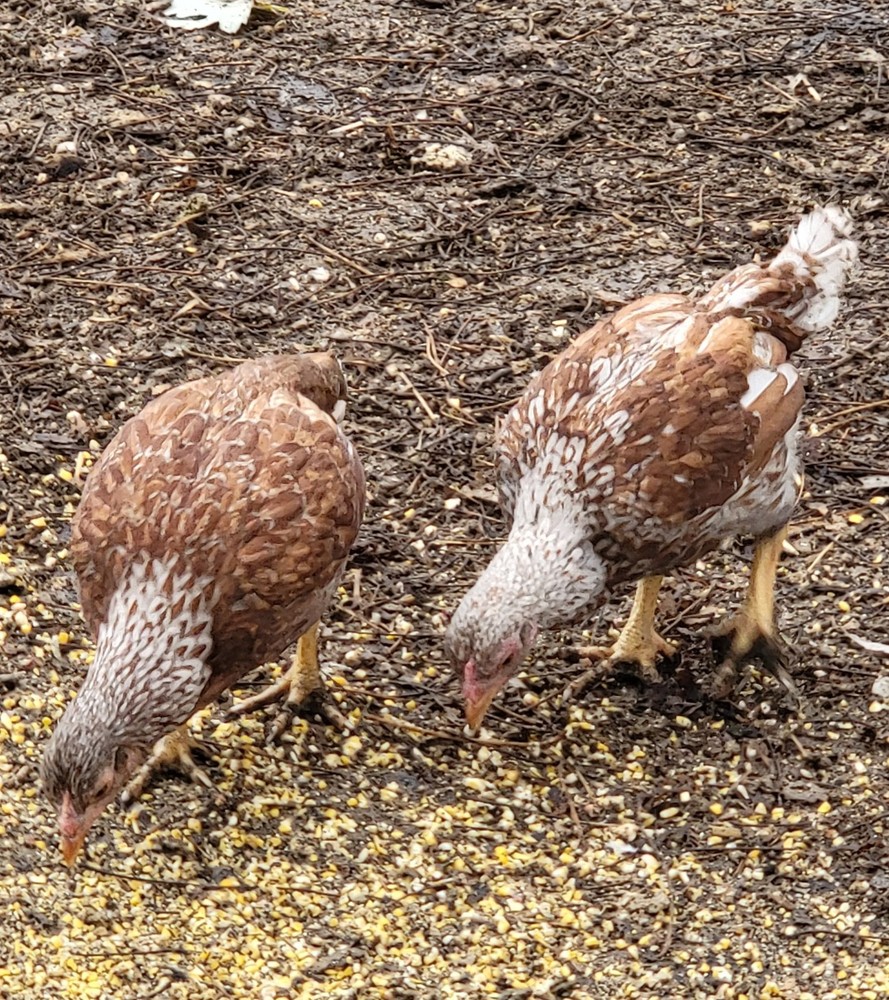 6+ Dark&Light Cornish &Splash Cornish Btm Hatching Eggs