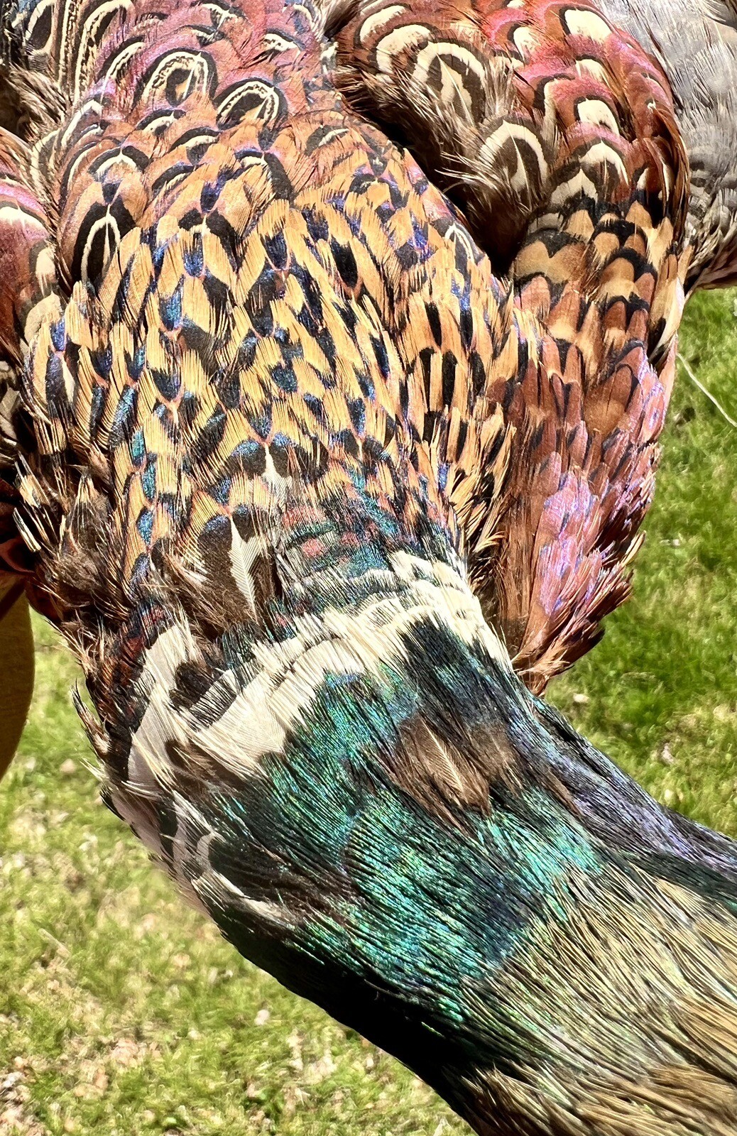 Vintage PAIR Real Ringneck Flying Pheasants Wall Mounts Taxidermy LOCAL PICKUP