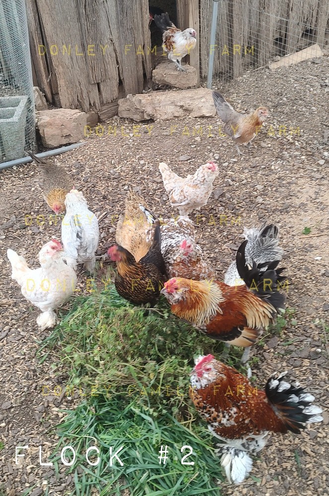 12 Bantam Assorted D'uccle & Easter Egger "Fun Pen" Hatching Eggs