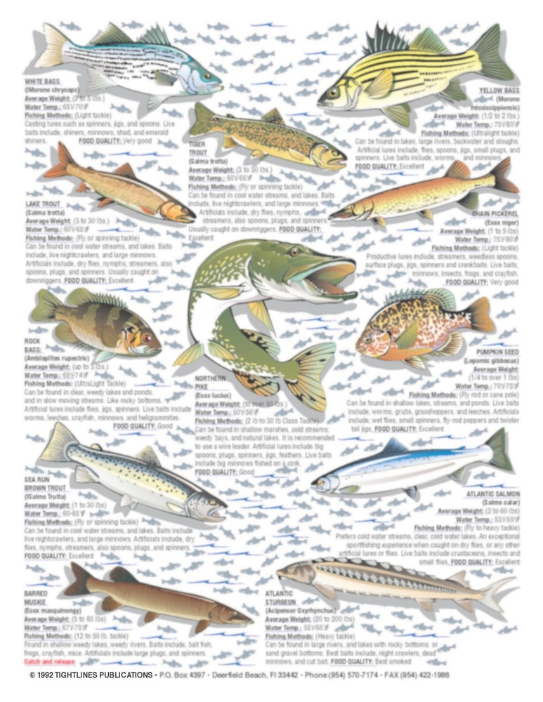 Freshwater Fish Identification #4 -- Waterproof Quick Reference Guide