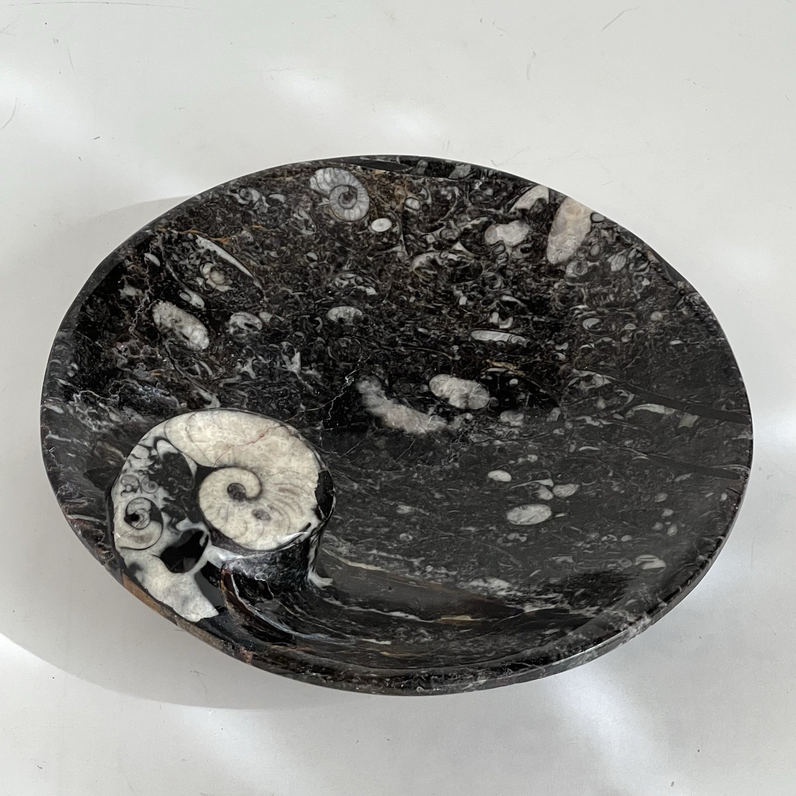 Hand Carved Ammonite Orthoceras Fossil Bowl Ashtray Trinket Jewelry Tray 7”