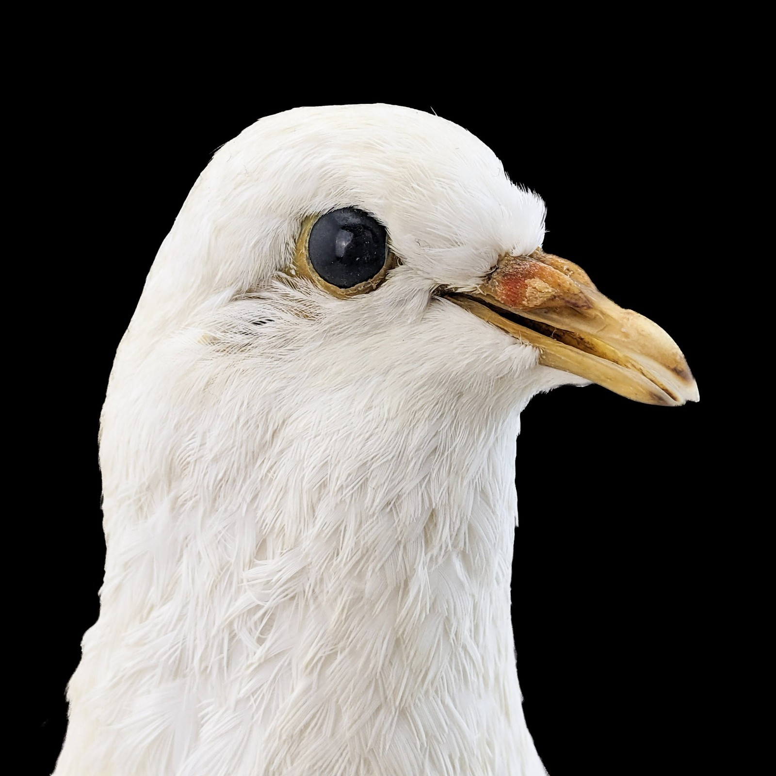 Rock Pigeon bird c livia dove Taxidermy Oddities Curiosities collectible