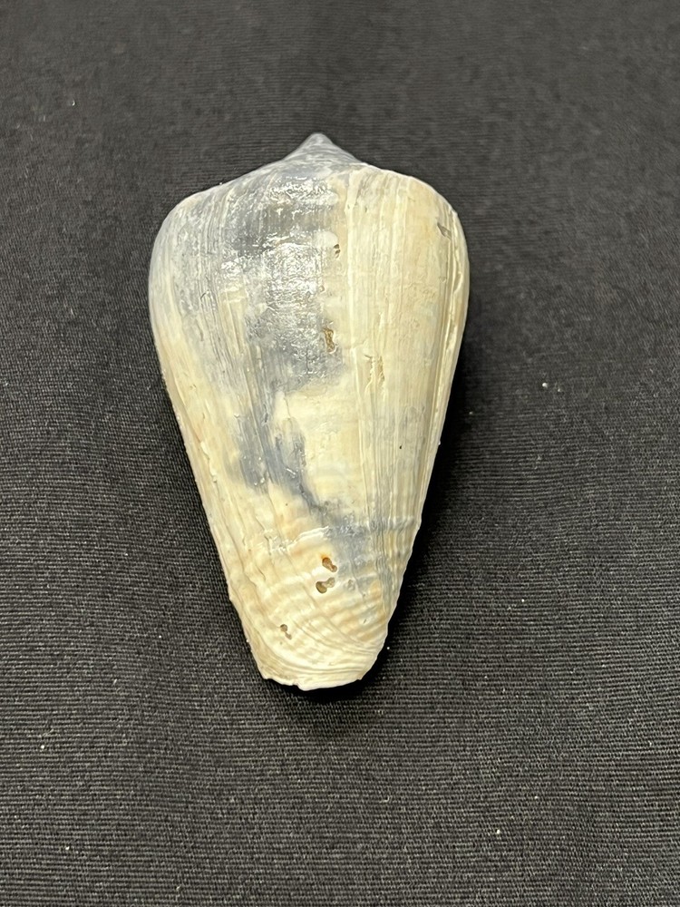 RARE Fossilized CONE Shell From Central Florida - Pliocene Era.