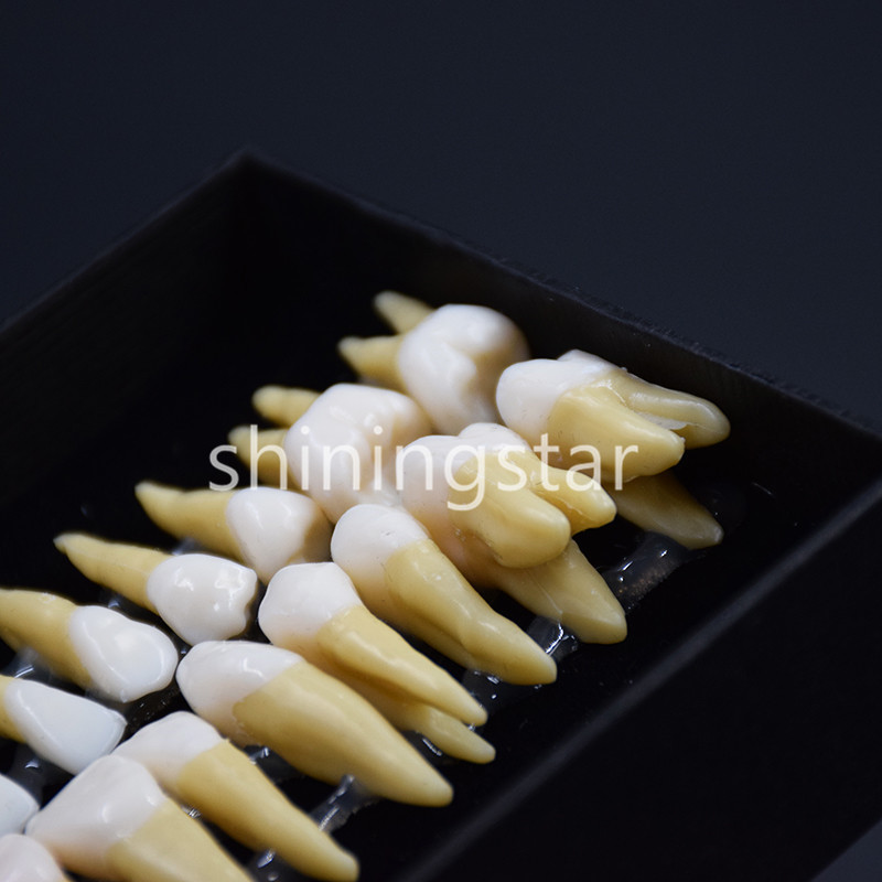 1 Set 1:1 Permanent Teeth Demonstration Teach Dental Study Model Tooth #7008 New