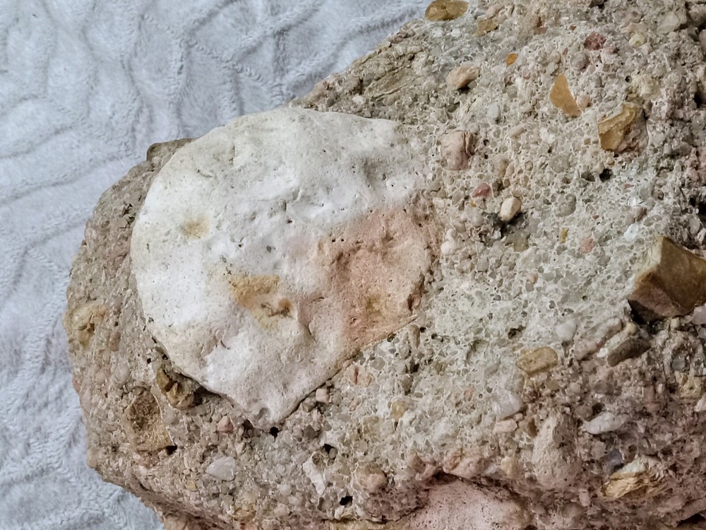 Clam? Fossil On Matrix