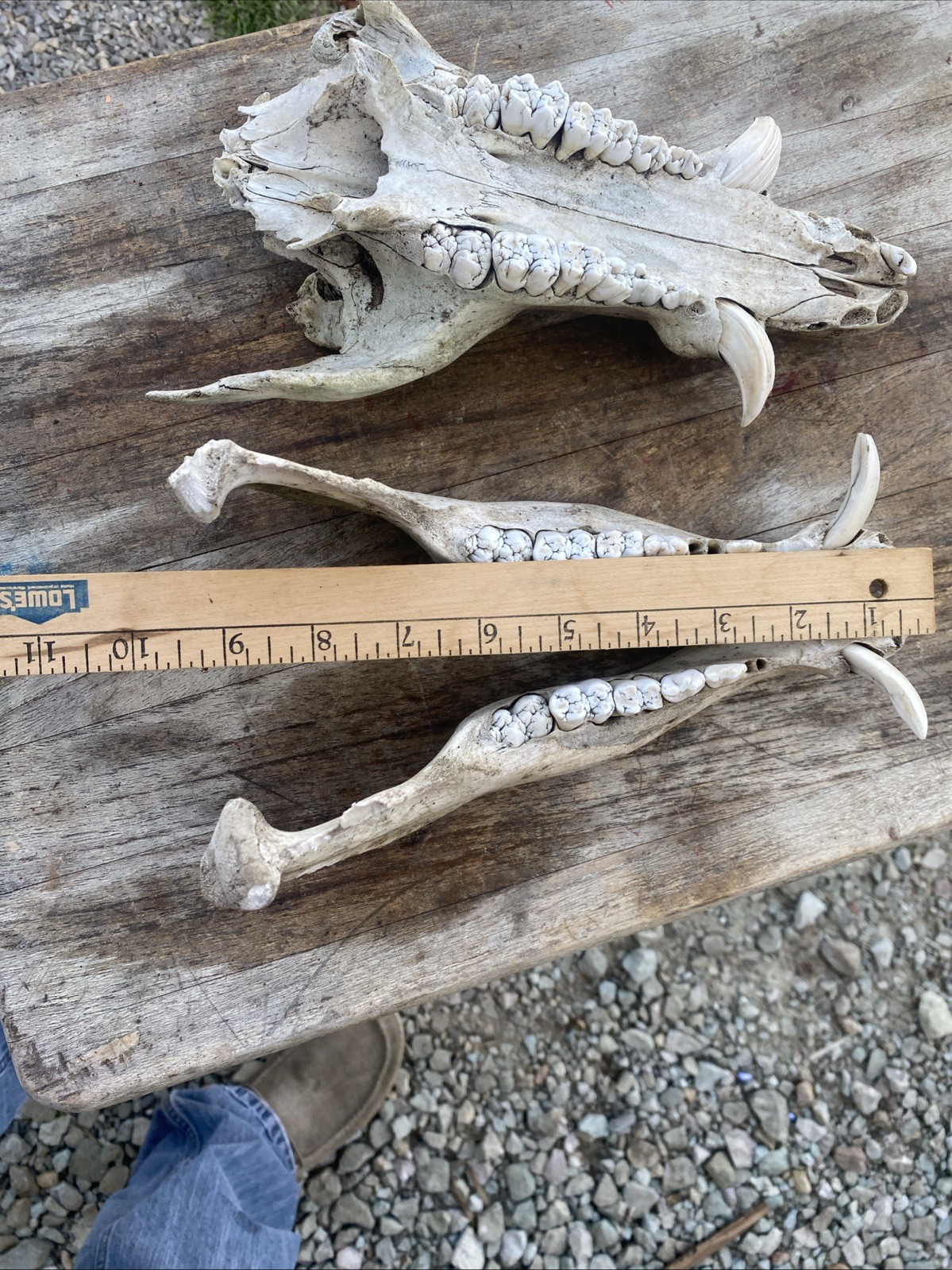 Wild Boar Full Skull Feral Hog Pig Tusk Cabin Decor Taxidermy Teeth