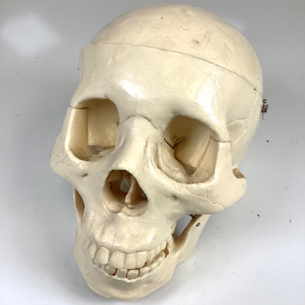Human Skull Model Anatomical Teaching Skeleton Head Studying Art Removable Top