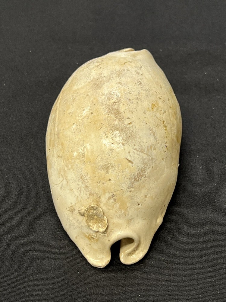 EXTINCT Fossilized COWRIE Shell From Central Florida - Pliocene Era.