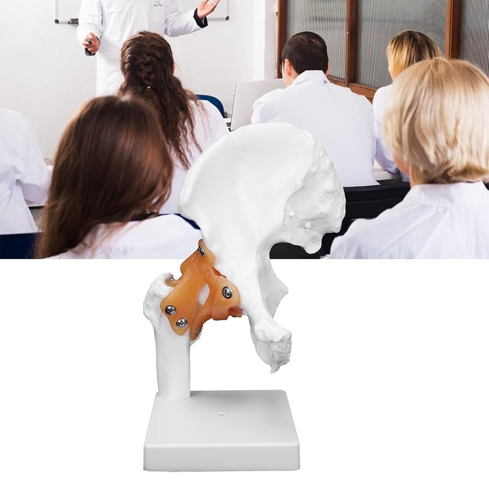 Hip Joint Model With Ligament Human Skeleton Bone Model Teaching Model Training