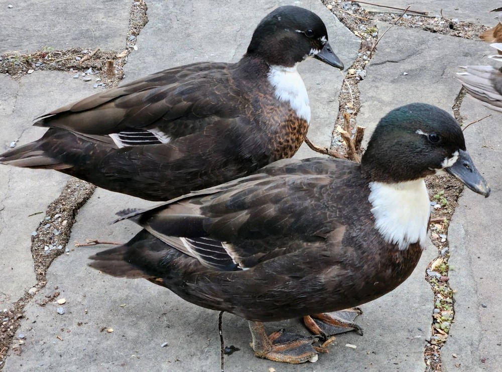 6 Mixed Color Call Duck Hatching Eggs