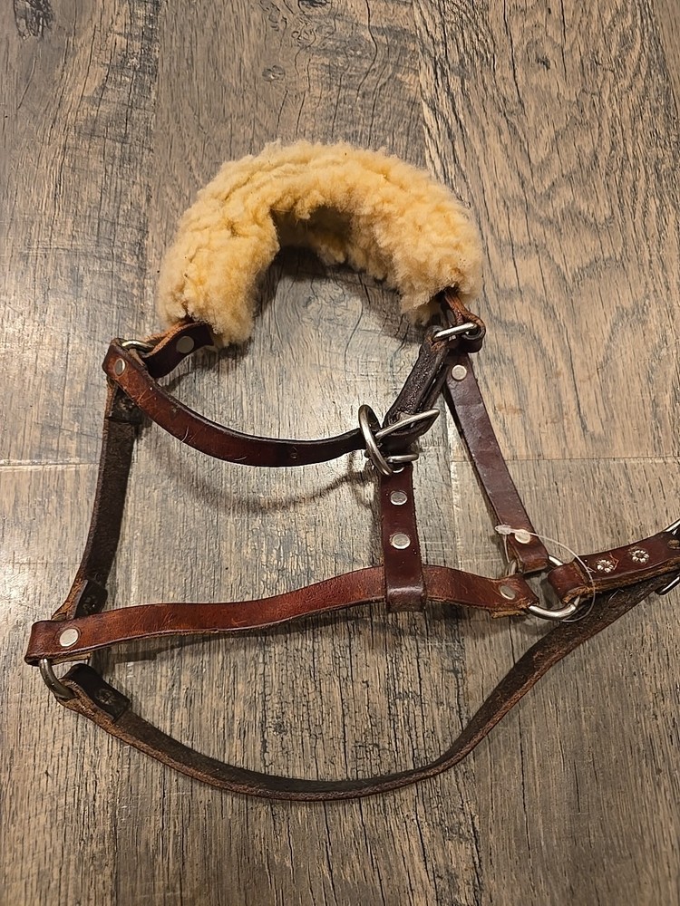 Horse Halter Weanling Size
