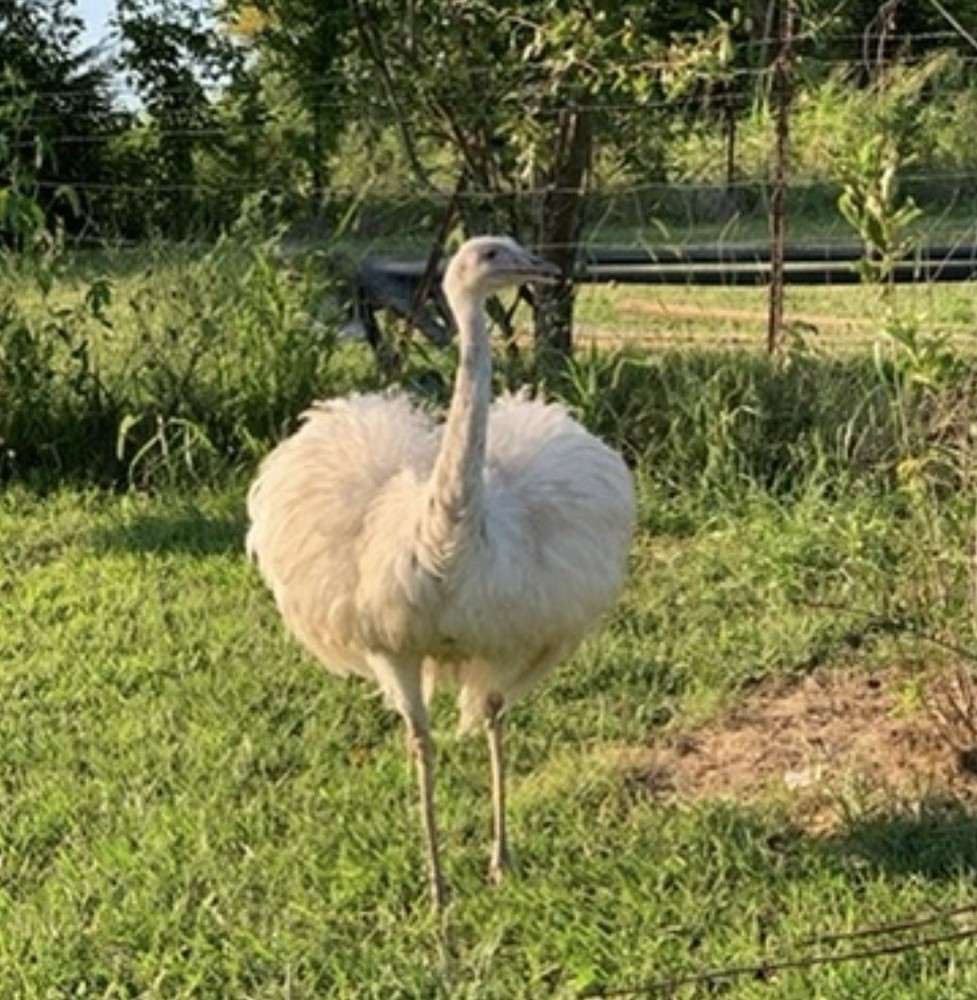 *2* White Rhea Hatching Egg’s LAYING NOW 🥚✅