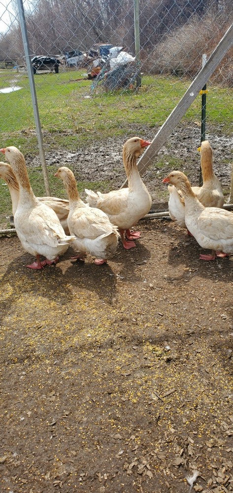 Giant Dewlap TOULOUSE Hatching Eggs 7