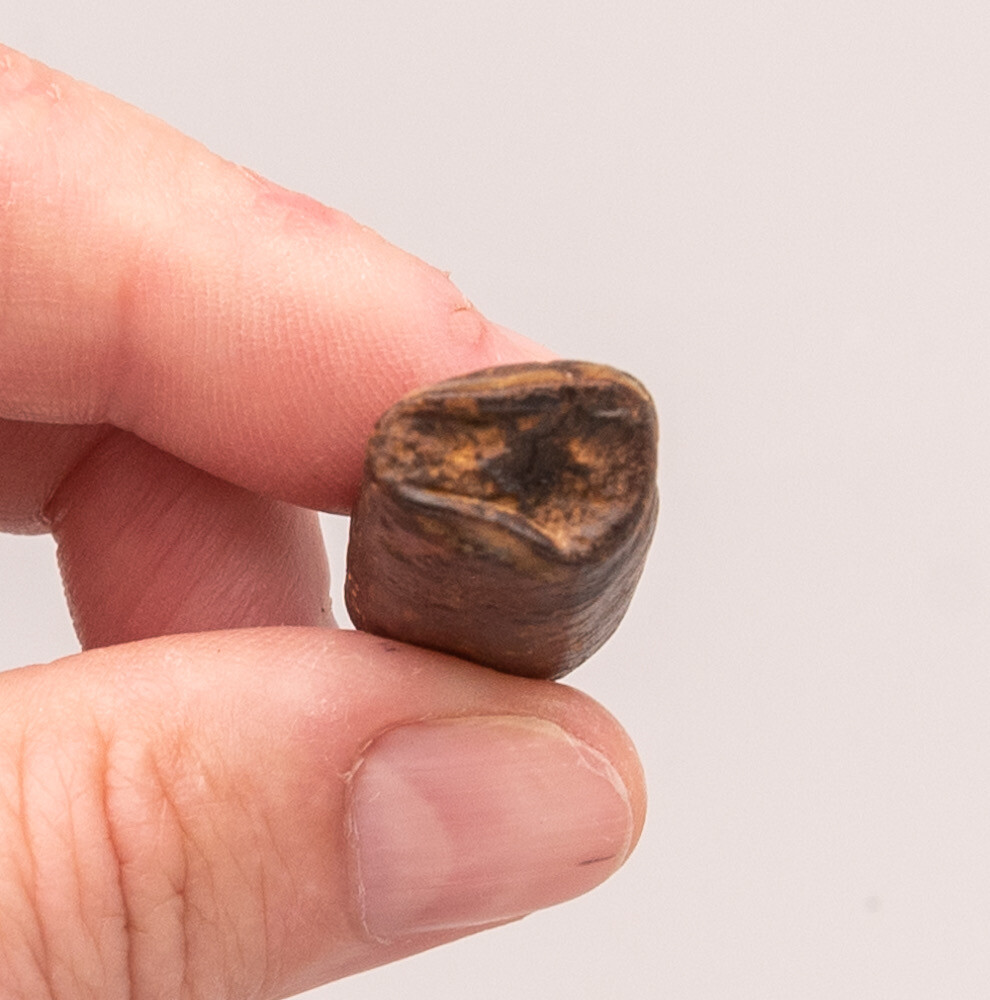  Fossil Megalonyx  Sloth Tooth  Florida   1874