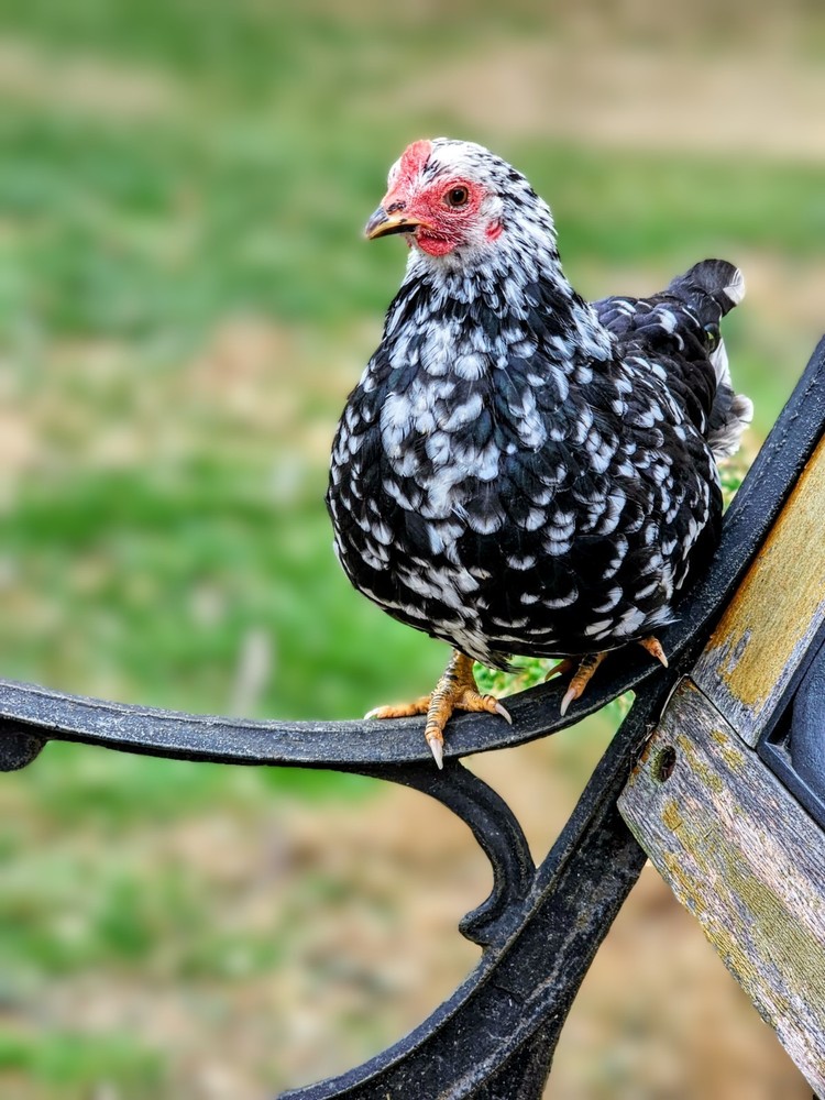 Kikiriki/Serama Mixed Hatching Eggs 12++