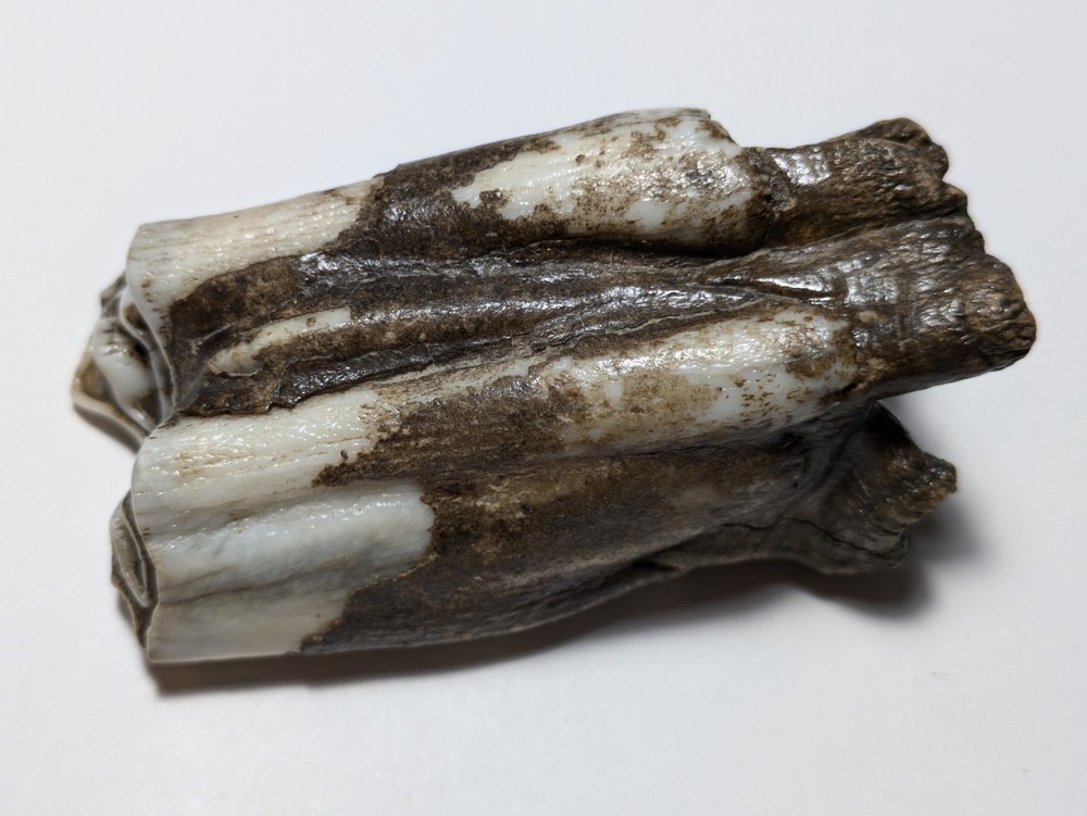 Cow Tooth