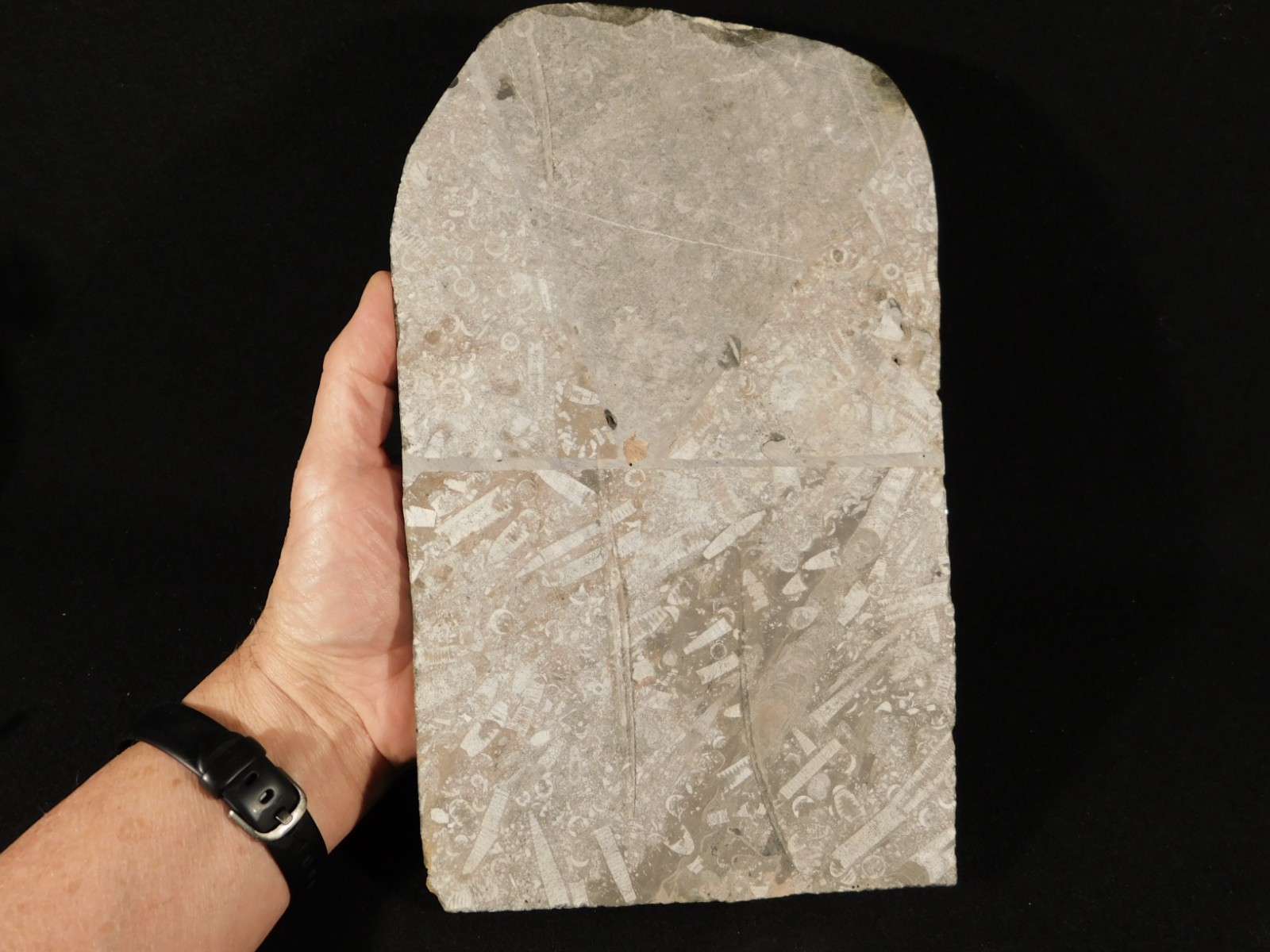 Big! 430 Million Year Old! CRINOID Fossil or Sea LILY Fossil Morocco 1686gr