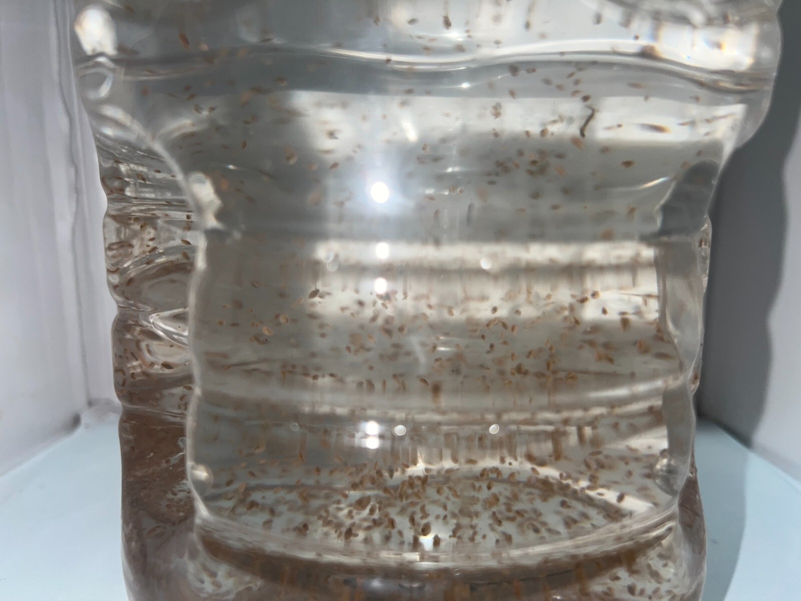 (Buy 2 Get 1 FREE) 500+ Live Daphnia Magna 500+ (FREE SHIPPING)