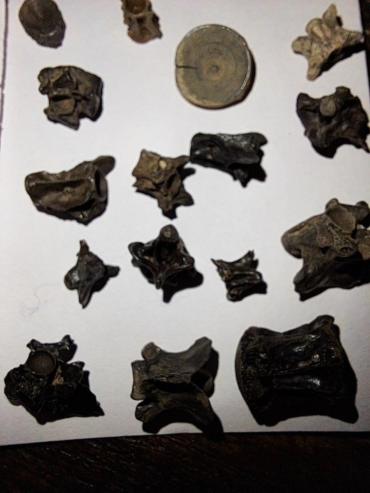 Assorted Bony Fish Vertebrae Fossils Collection Peace River Florida Specimens