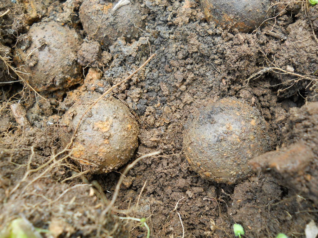 Old Rare Vintage Antique Civil War Relic Confederate Canister Shot Appomattox VA