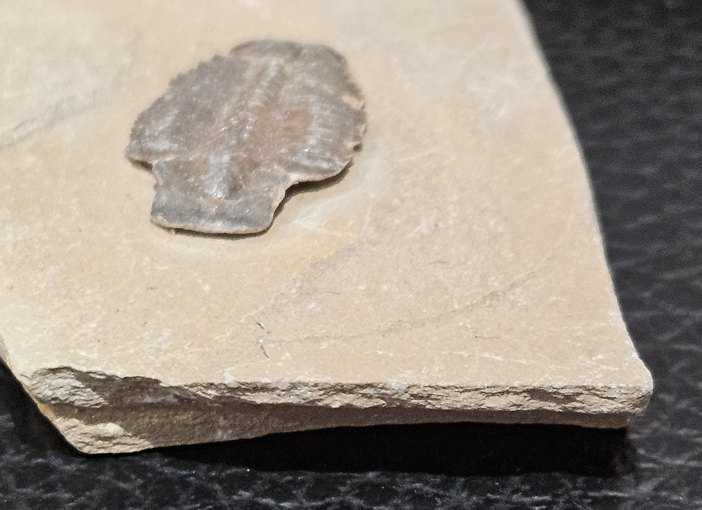TRILOBITE FOSSIL. VERY NICE