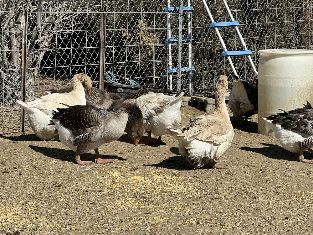 Jumbo Dewlap Toulouse Hatching Eggs