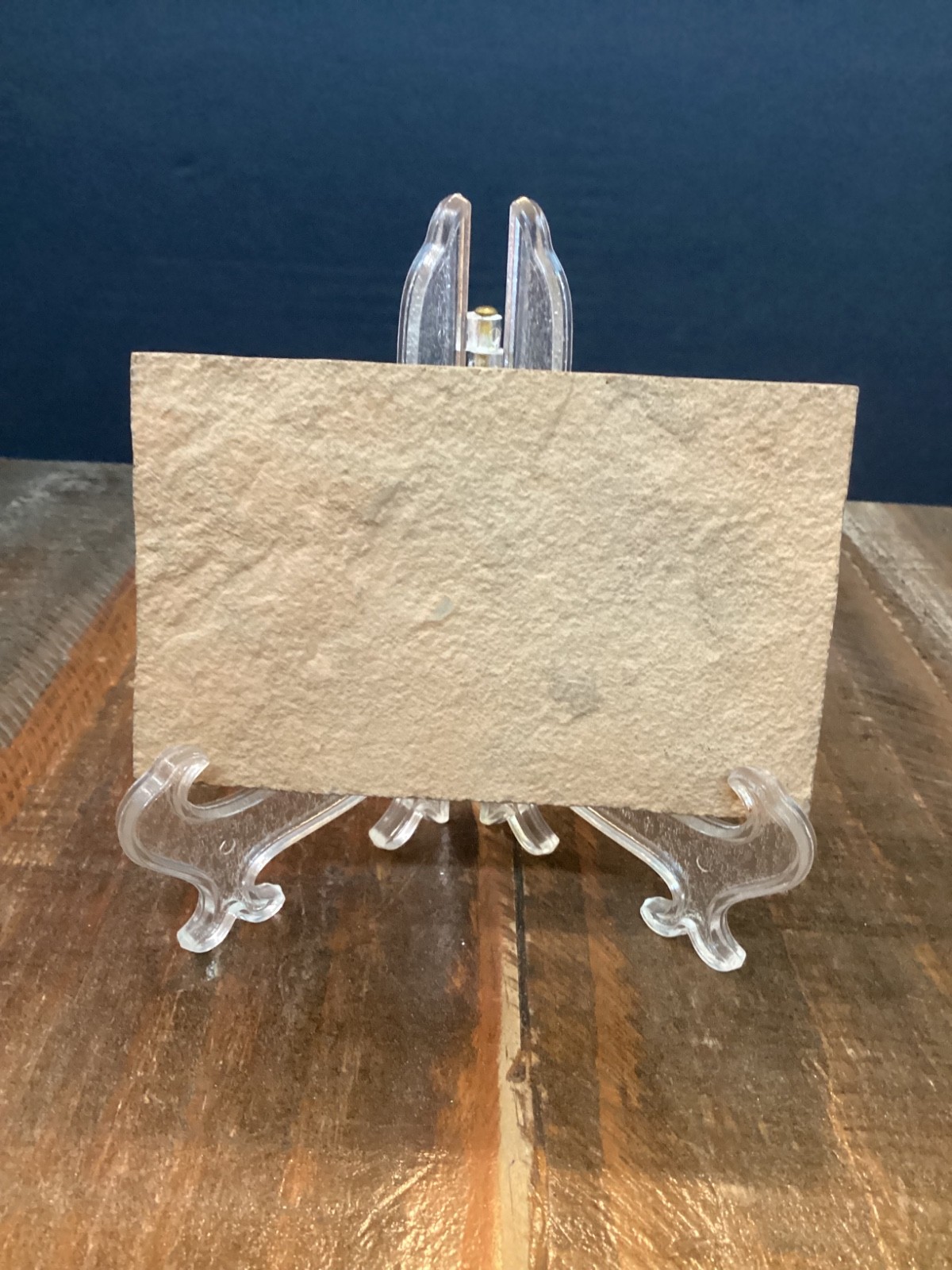 Knightia eocaena Fish Fossil Lake Green River Formation 4 3/4”x 3”