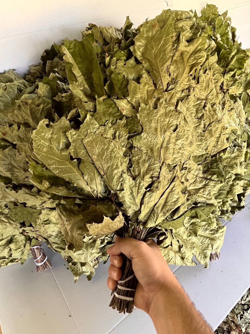 24 Birch brooms NEW SEASON 2025 sauna banya venik Eiche whisks eco Ukrainian